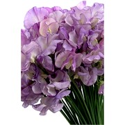 image фото Lathyrus Misty  - латирус оптом купить цветы и растения из Голландии, Германии, Италии, Испании, Дании, Эквадора, Колумбии, Азии, Африки, Израиля, Китая, Тайланда, Тайваня с доставкой по Украине в: Киев, Львов, Черкассы, Кировоград, Полтава, Ровно, Днепропетровск, Запорожье, Харьков, Кривой Рог, Днепр, Одесса, Николаев, Херсон, Умань, Кропивницкий